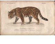 Dictionnaire universel d'histoire naturelle resumant touts les faits..., in 16 voll. (di cui 3 di atlanti)