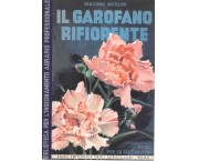 Il garofano rifiorente. Guida per la coltivazione