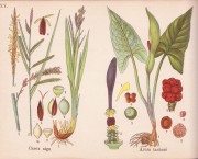 Les Plantes d'Europe. Avec 72 Planches en couleurs hors texte comprenant plus de 1300 figures