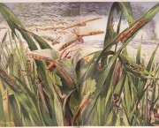 Brehms Tierleben. Allgemeine kunde des Tierreichs - Die Vielfukler, Insecten und Spinnenkerfe (Artropodi, insetti e aracnidi)