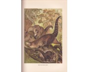 Brehms Tierleben. Allgemeine kunde des Tierreichs - Die Saugetiere (Mammiferi)