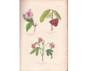 BOTANIQUE - Organographie et taxonomie - Histoire naturelle des familles végétales et des principa ...