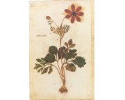 Onorio Belli a Creta