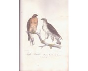 Richesses ornithologiques du midi de la France, ou description méthodique de tous les oiseaux obser ...