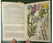 Taschenflora des Alpen-Wanderers